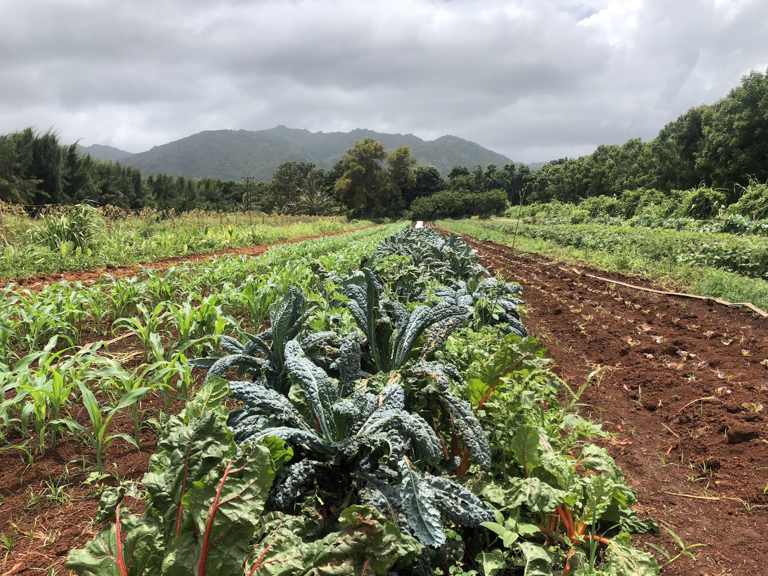 Food Sovereignty and Energy Democracy in Just Transitions